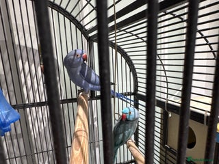 Parrots birds Breeding pair Indian Ring Neck Parrots - Advert 1