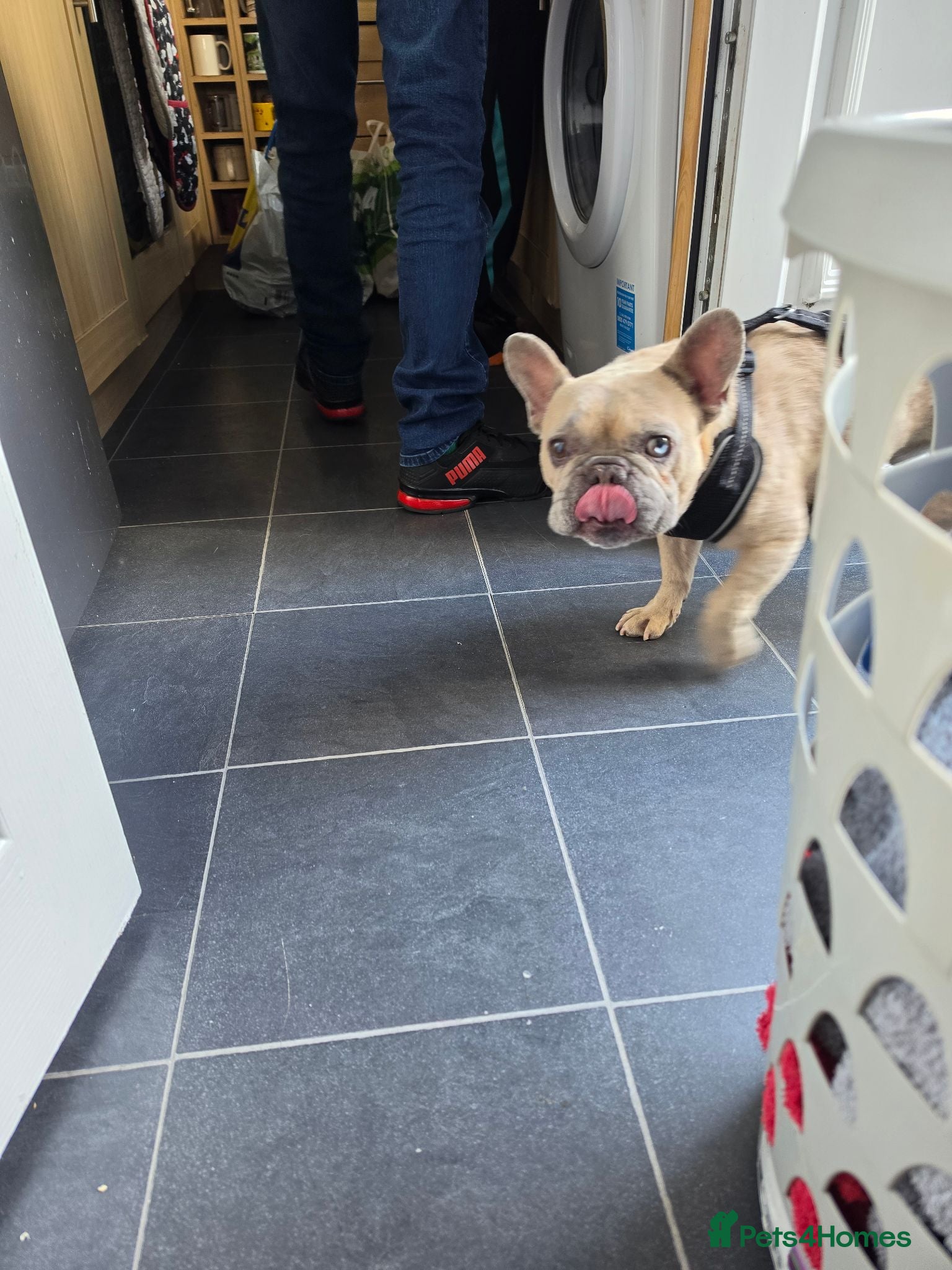 French Bulldog dogs 3 year old French bulldog - Advert 3