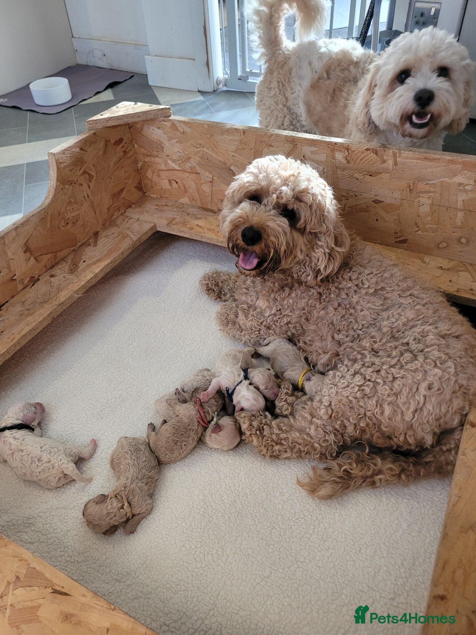 Mixed Breed dogs 7 beautiful Cavapoochons  - Advert 5