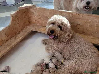Mixed Breed dogs 7 beautiful Cavapoochons - Advert 1