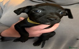 Patterdale Terrier dogs for sale: Patterdale puppies  - Image 9