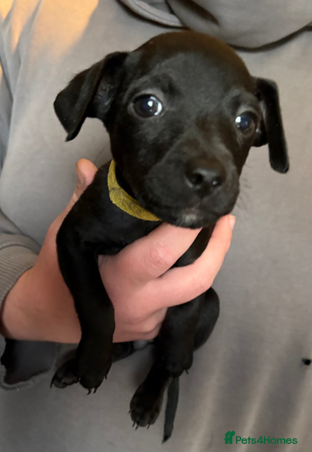 Patterdale Terrier dogs for sale: Patterdale puppies  - Image 9
