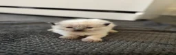 Ragdoll cats for sale: Blue point Ragdoll kittens for sale - Advert 18