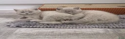 British Shorthair cats for sale: GCCF British shorthair kittens in Stowmarket - Advert 7