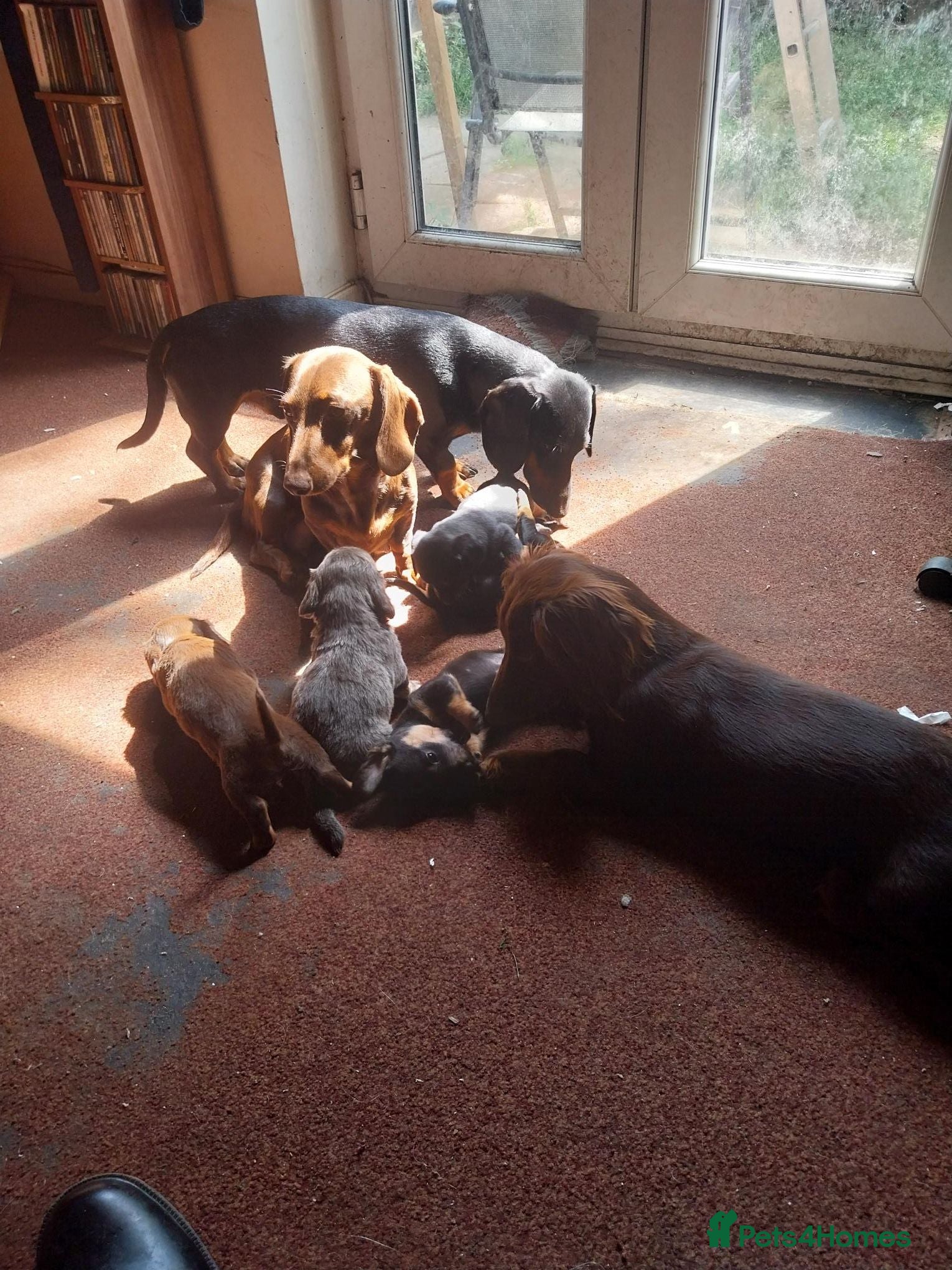 Dachshund dogs 5 beautiful loving but bouncy pups for sale. - Advert 10