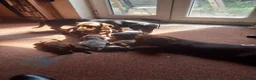 Dachshund dogs for sale: 5 beautiful loving but bouncy pups for sale. - Advert 1