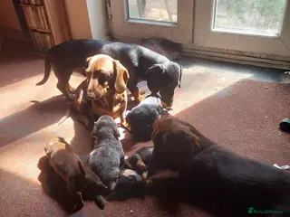 Dachshund dogs Available now, 5 beautiful loving pups for sale. - Advert 2