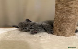 British Shorthair cats for sale: British Shorthair kittens Lilac/Blue 3 Girls 1 Boy - Image 9