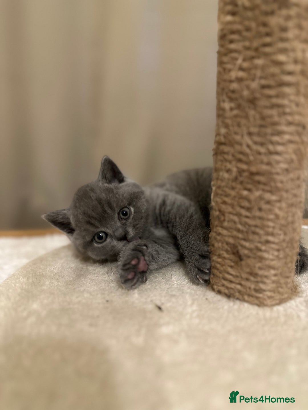 British Shorthair cats for sale: British Shorthair kittens Lilac/Blue 3 Girls 1 Boy - Image 9