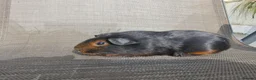 Guinea Pig rodents for sale: Baby guineas - Advert 7