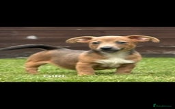 Jack Russell dogs for sale: rare coloured jack russel terriers - Image 4