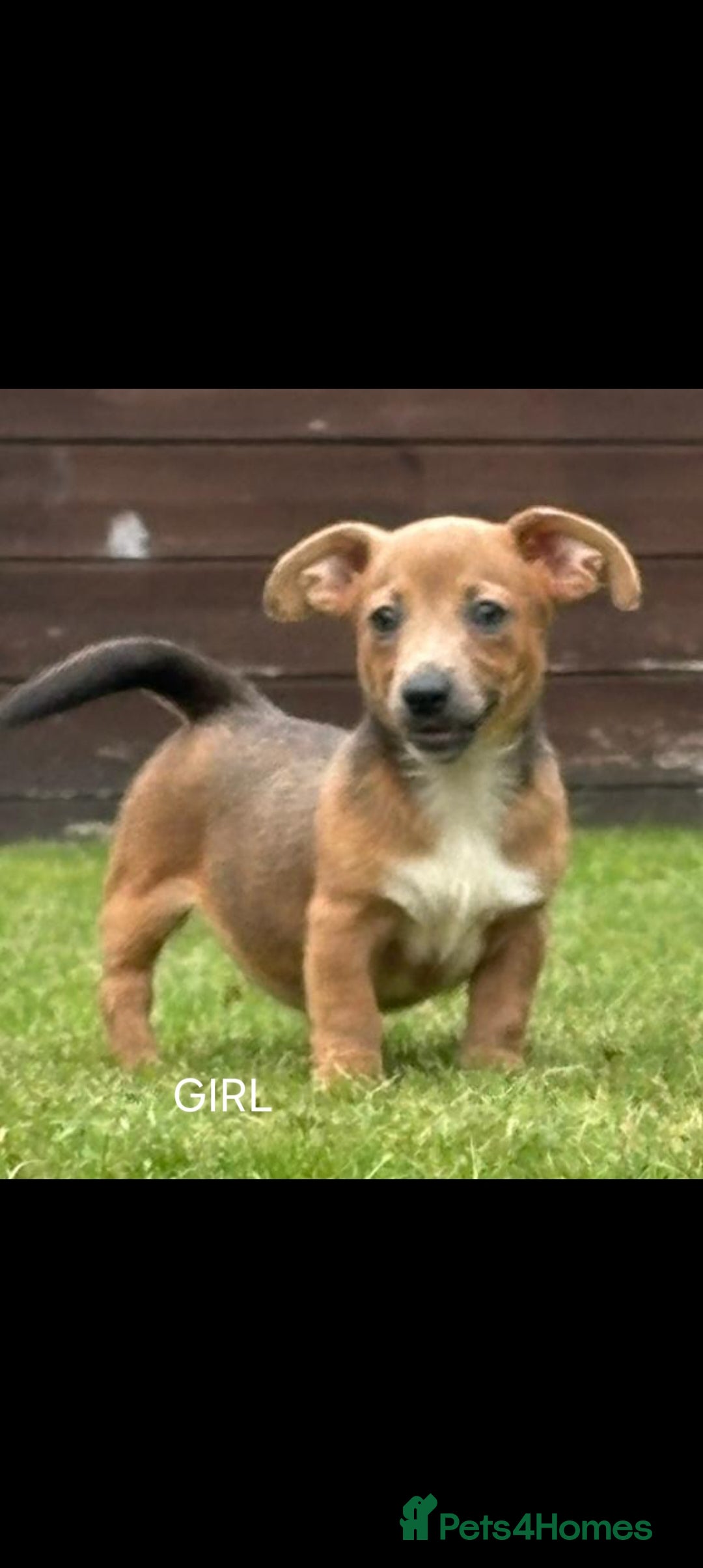 Jack Russell dogs for sale: rare coloured jack russel terriers - Image 4