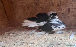 Pigeons birds for sale: Indian Faintails  - Advert 4