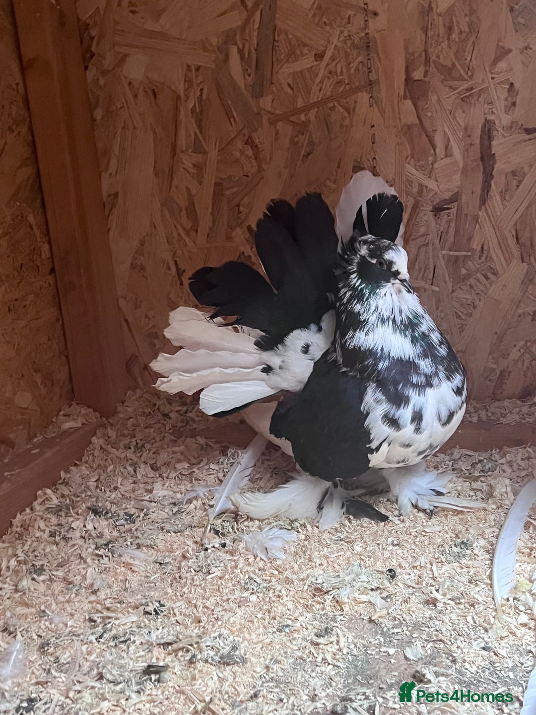 Pigeons birds for sale: Indian Faintails  - Advert 4