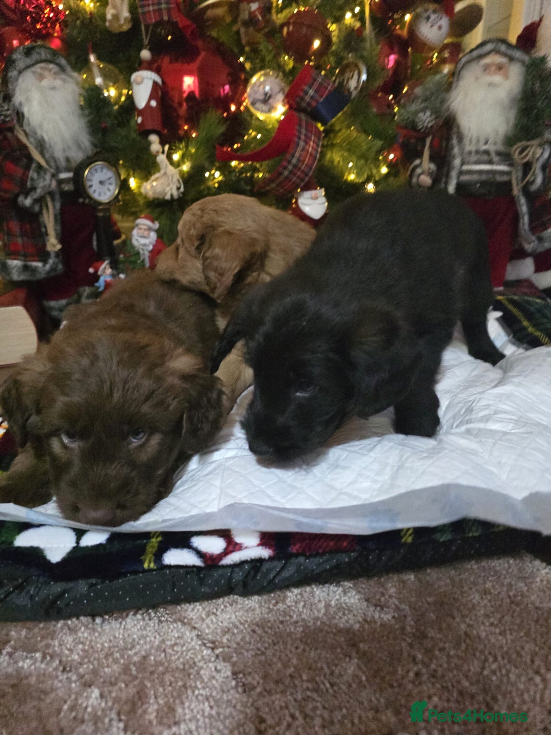 Cockapoo dogs for sale: Cockapoo puppies  - Advert 14