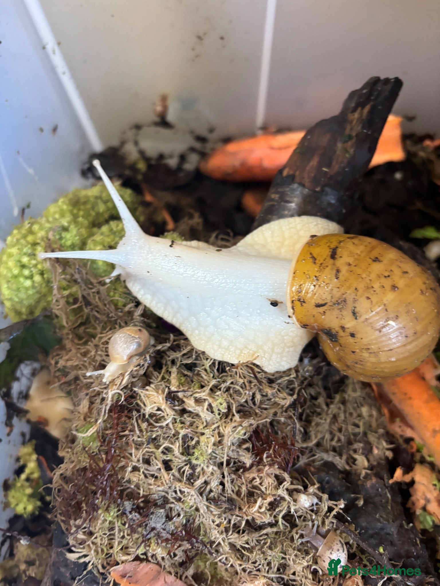 Snails invertebrates Jodatzi baby giant african land snails - Advert 2
