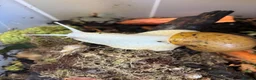 Snails invertebrates for sale: Jodatzi baby giant african land snails - Advert 1