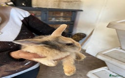 Mixed Breed rabbits for sale: Bunnies available - Image 5