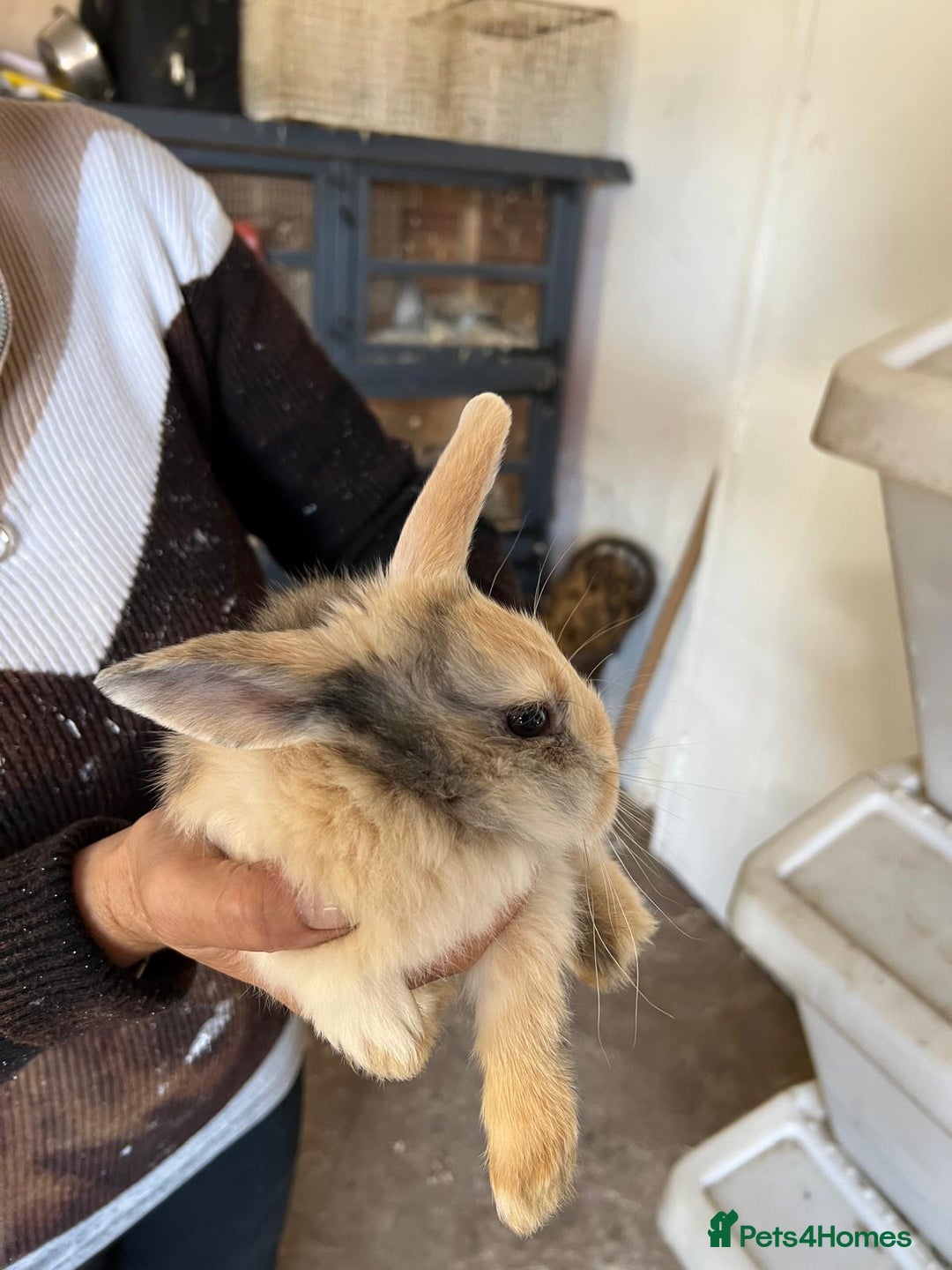 Mixed Breed rabbits for sale: Bunnies available - Image 5