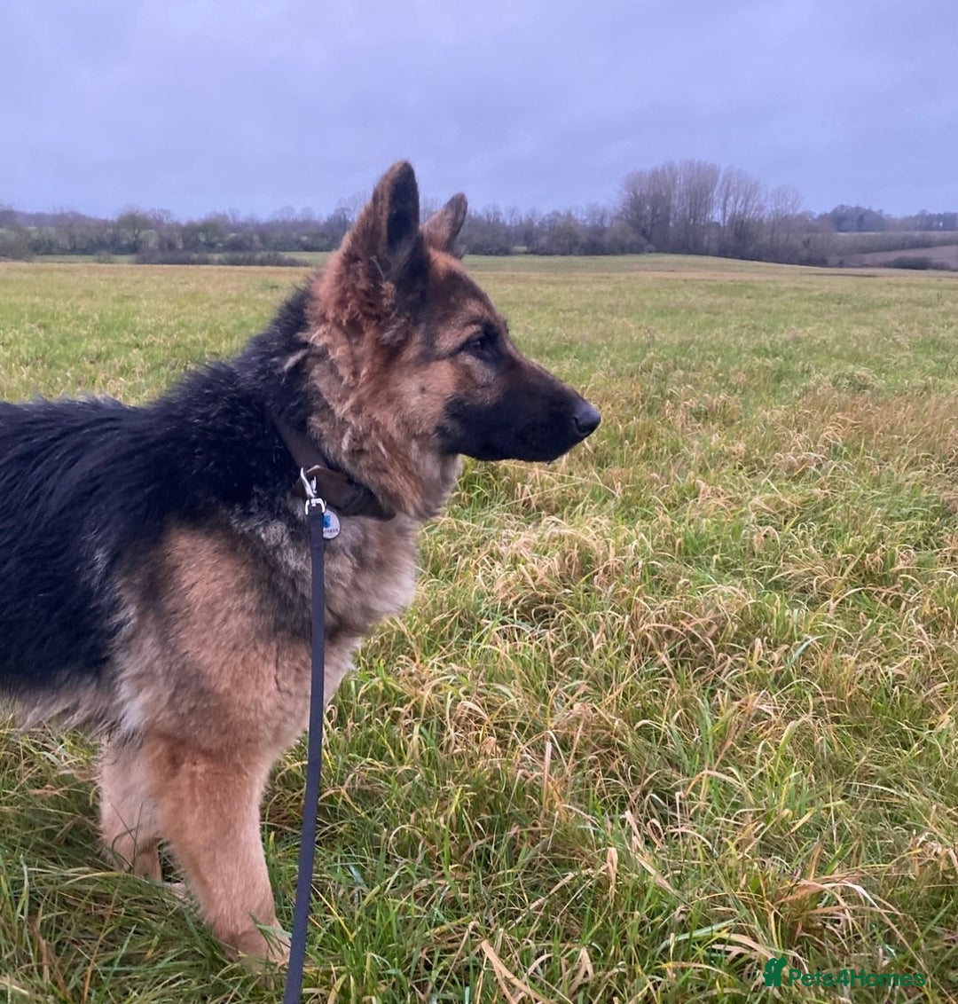 German Shepherd dogs for sale: Long haired German Shepherd puppies - Image 14