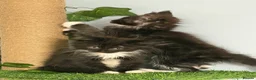 Maine Coon cats for sale: Gorgeous XL Russian line Maine Coon Kittens - Advert 7