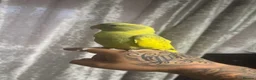 Ringnecks birds for sale: Pied Indian ringneck  - Advert 3