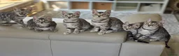Bengal cats for sale: Gorgeous Health Tested Bengal Kittens  - Advert 1