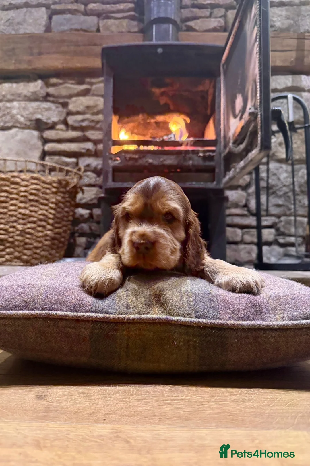 Cocker Spaniel dogs for sale: Stunning sable show cocker puppies in Kendal - Advert 9