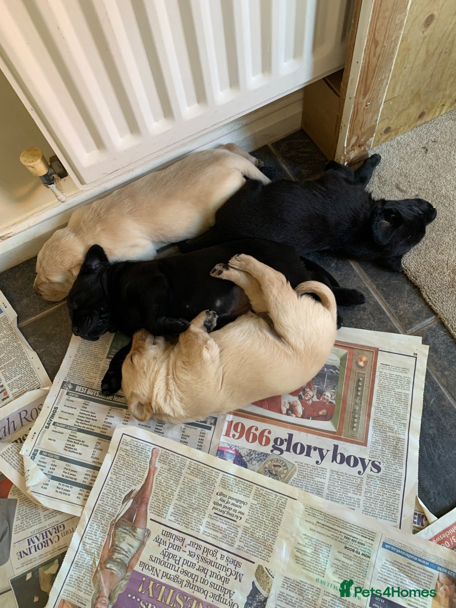 Labrador Retriever dogs KC reg Working Labrador puppies  - Advert 2