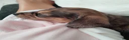 Jackshund dogs for sale: Jackshund puppy - Advert 9