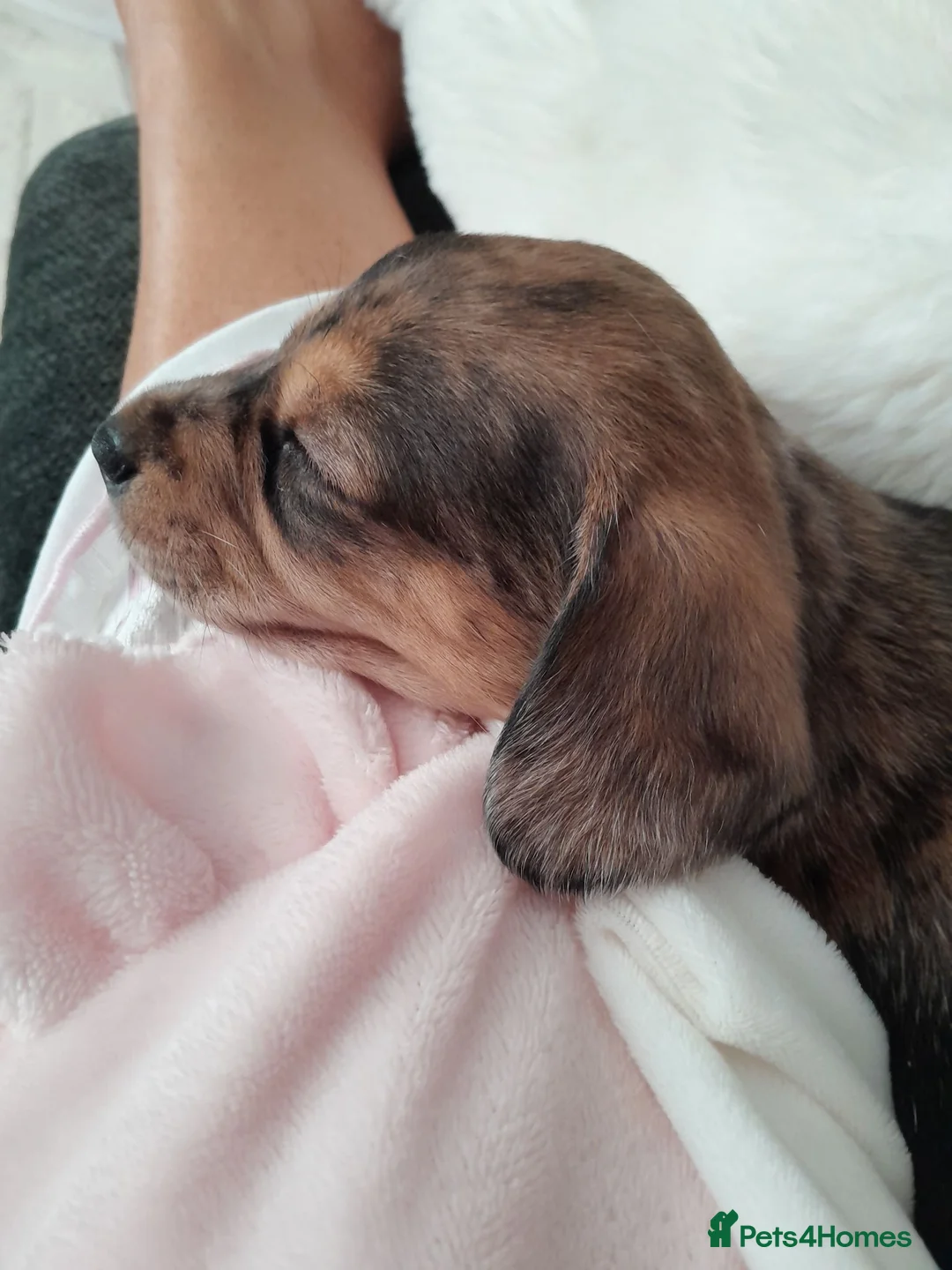 Jackshund dogs for sale: Jackshund puppy - Advert 9