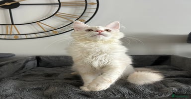 Maine Coon cats Pedigree TICA Registered Maine Coon Kittens - Advert 7