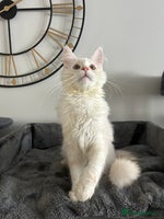 Maine Coon cats Pedigree TICA Registered Maine Coon Kittens - Advert 7