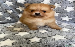Pomeranian dogs for sale: Beautiful pomeranian Puppies - Image 15