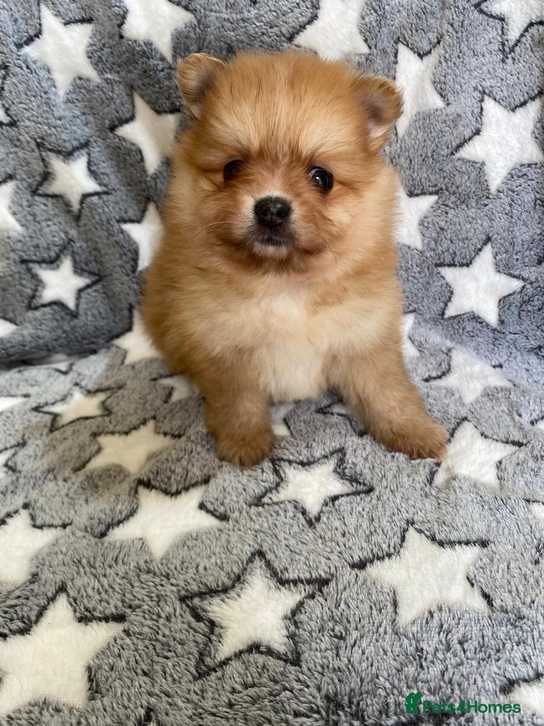 Pomeranian dogs for sale: Beautiful pomeranian Puppies - Image 15