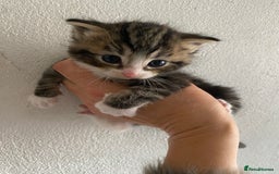 RagaMuffin cats for sale: Beautiful Ragdoll kittens  - Image 11