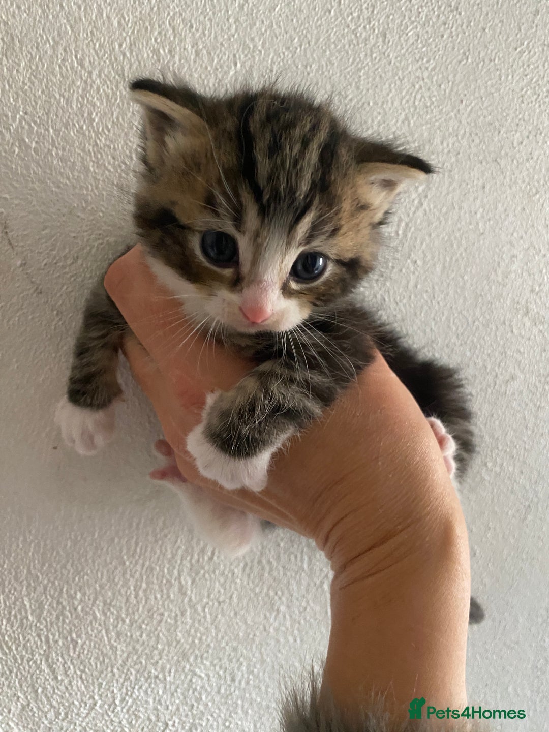RagaMuffin cats for sale: Beautiful Ragdoll kittens  - Image 11