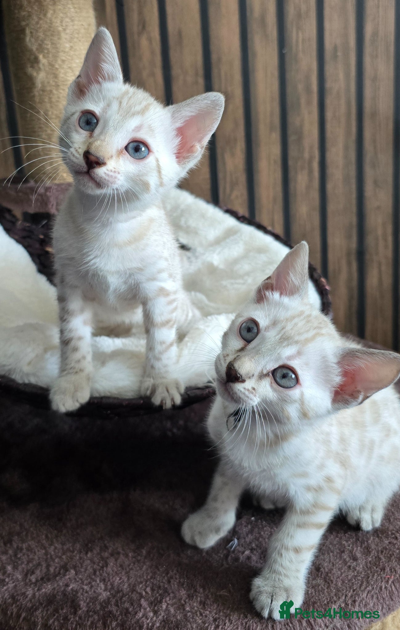 Bengal cats 🔥3 Seal lynx and brown bengal kittens left🔥 - Advert 6