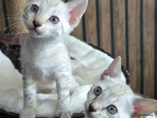 Bengal cats 🔥3 Seal lynx and brown bengal kittens left🔥 - Advert 6