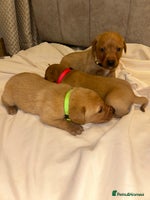 Labrador Retriever dogs Fox red Labrador puppies - Advert 4