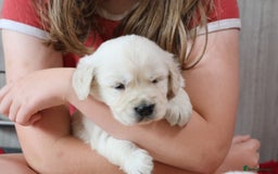 Golden Retriever dogs for sale: Extensively Health tested parents.Snowwhite Chunks - Image 1