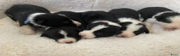 Border Collie dogs for sale: ☀️Stunning Border Collie Puppies☀️ - Advert 6