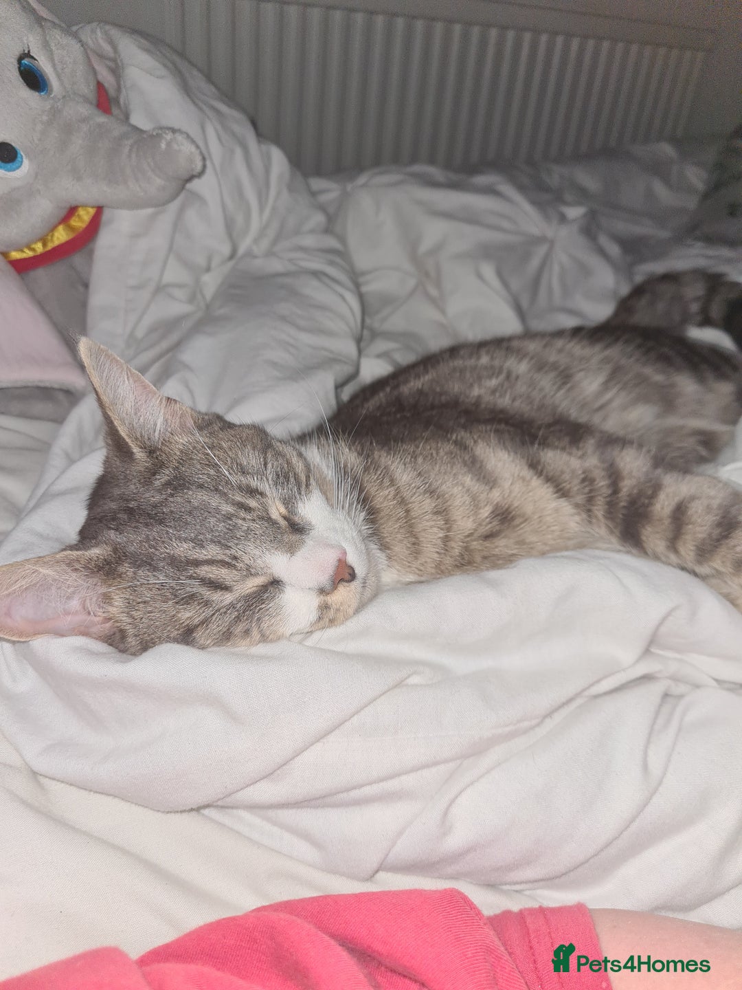 Domestic Shorthair cats for sale: Two cats for rehoming   - Advert 8