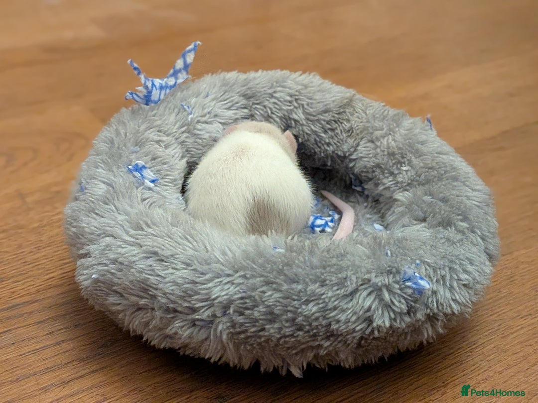 Rat rodents for sale: 4 male rats  - Image 4