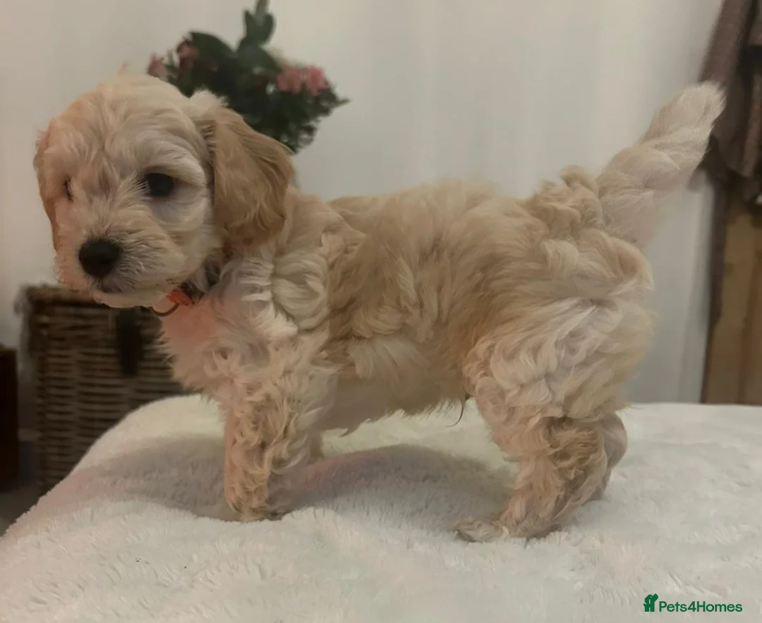 Jackapoo dogs for sale: Jackapoo puppies - Advert 5