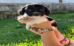 English Setter dogs for adoption: Setter x pups  - Image 11