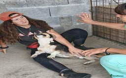 Mixed Breed dogs for adoption: Walter, 3 yrs old. Available for adoption. - Image 2