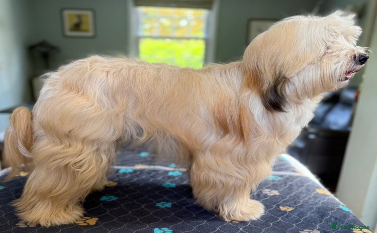 Tibetan Terrier dogs - Advert 1