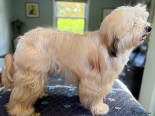 Tibetan Terrier dogs - Advert 1