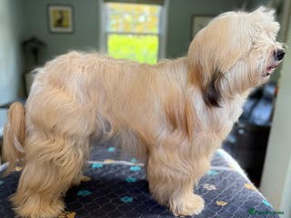 Tibetan Terrier dogs Tibetan Terrier for Stud Duties - Advert 1